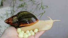 Csiga akatina tegye a tojásokat, hogy mit kell tennie, miután mennyi nyílás van